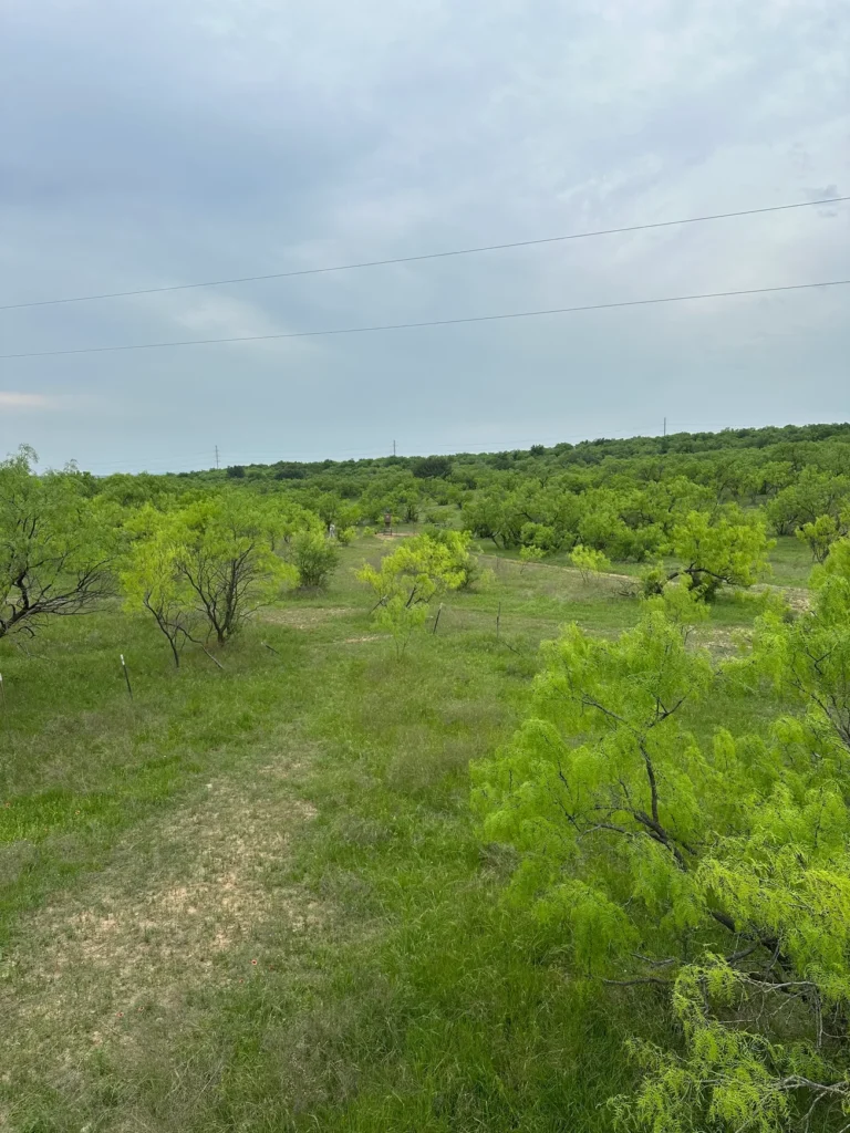 Texas Hog Hunts hh 4