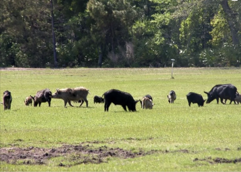 Texas Hog Hunts screenshot 2026 07 07 at 3.24.30 pm